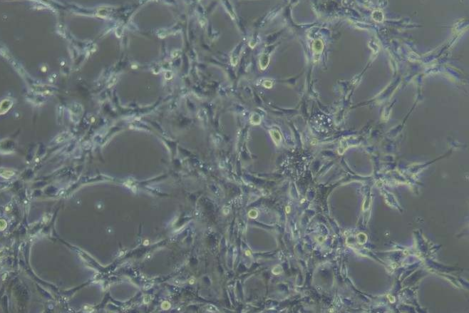 <strong>血管形成实验</strong>