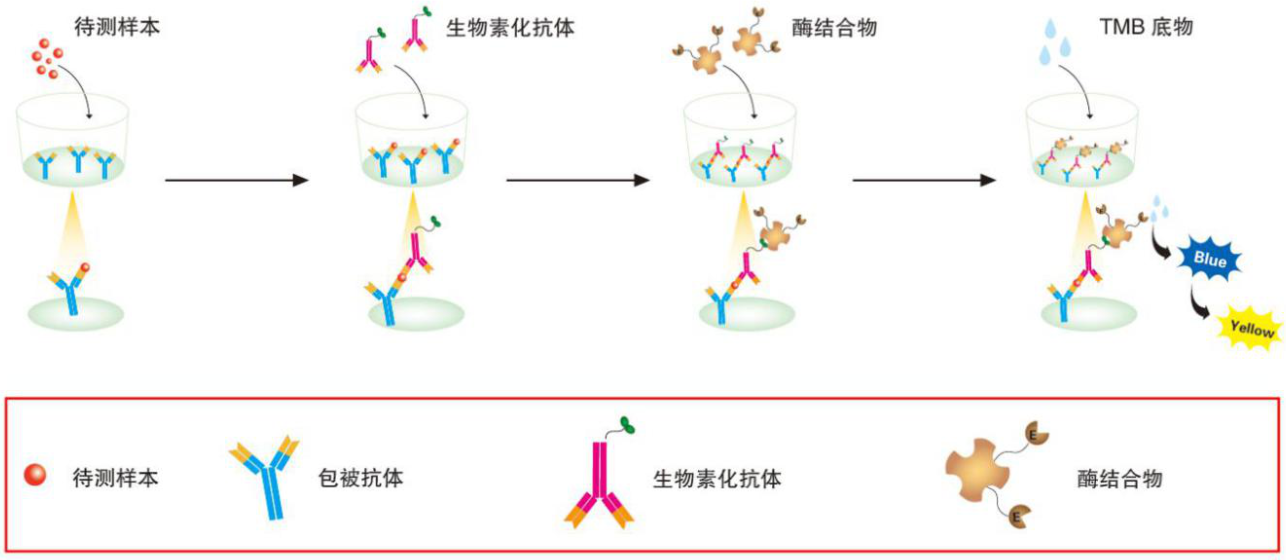 6.ELISA(酶联免疫吸附实验)
